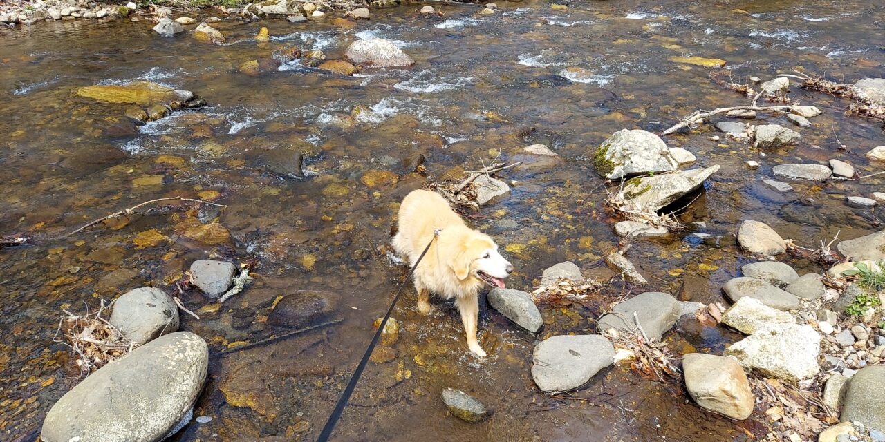 I Had an Awesome Tennessee Mountain Birthday!